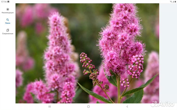 Спирея дугласа