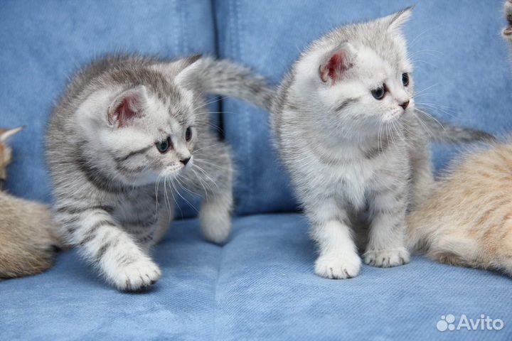 Британские котята