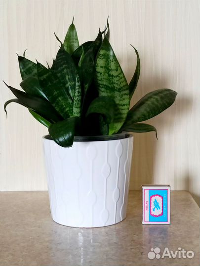 Сансевиерия