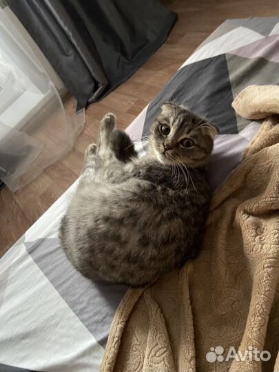 Отда кошку бесплатно породистая
