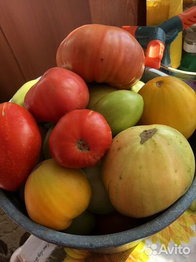 Домашние помидоры