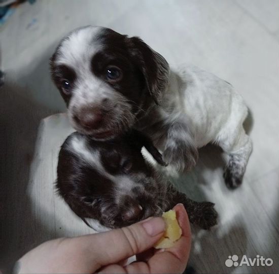 Щенки русского охотничьего спаниеля