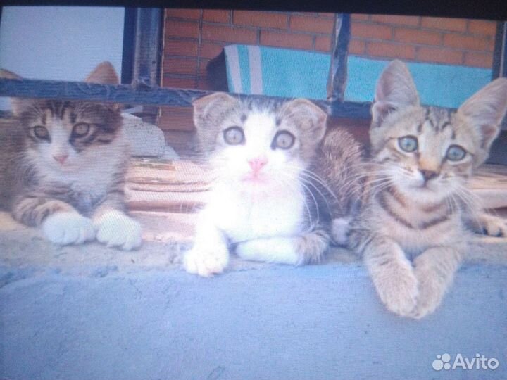 Вислоухие котята