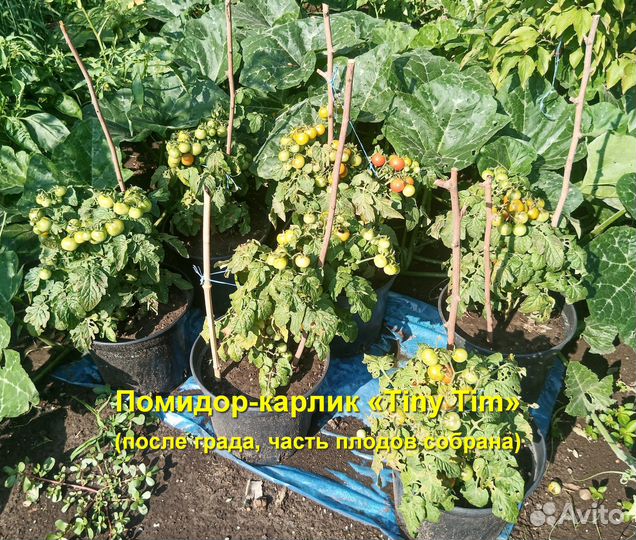 Томат комнатный Tiny Tim (Крошка Тим) 30 семян