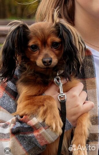 Вязка. Той-терьер