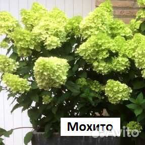 Саженцы гортензии