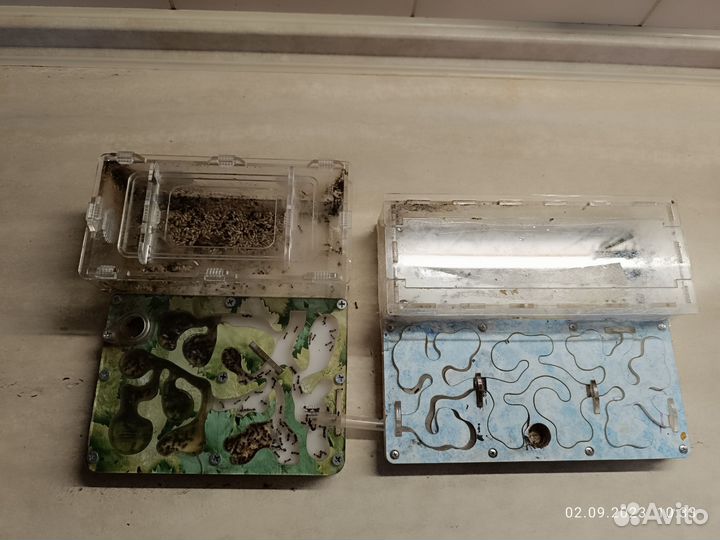 Формикарий муравьиная ферма