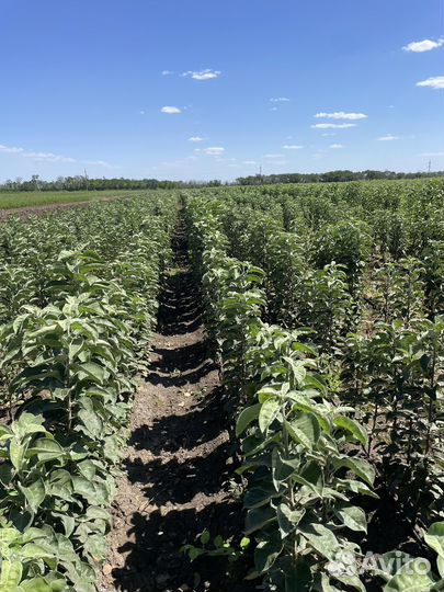 Саженцы плодовых