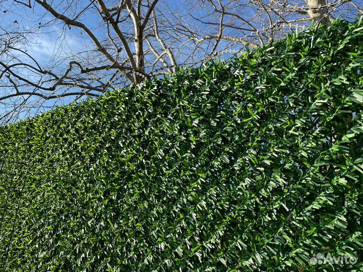 Живая Изгородь/Зеленый забор