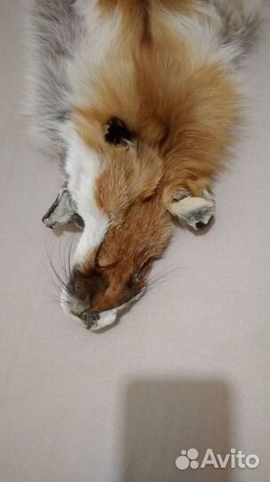 Воротник лисий