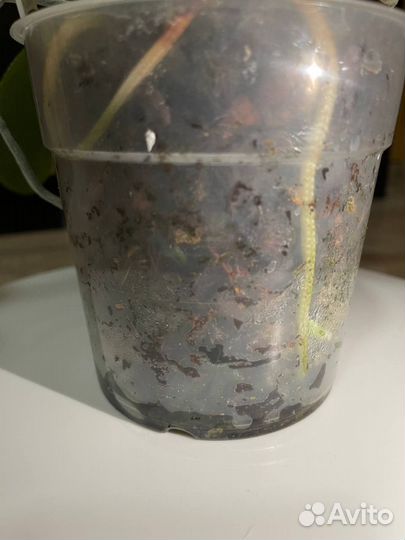 Pirate Picotee peloric орхидея фаленопсис