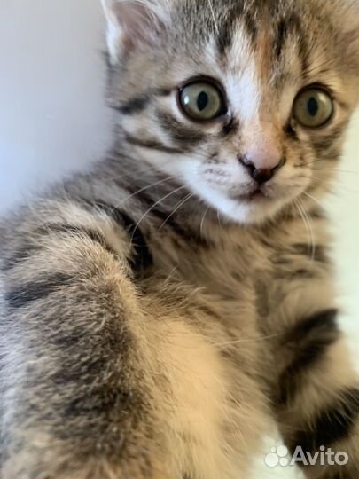 Отдам котенка в добрые руки девочка 2 месяца