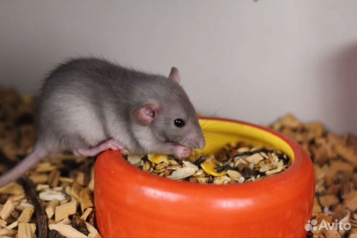 Крыса дамбо