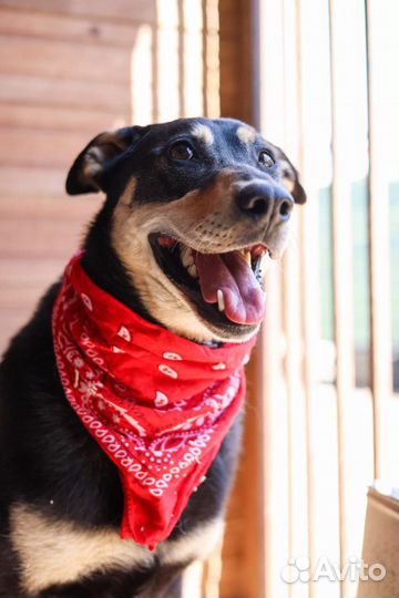 Очаровательный пёс пропадает в приюте