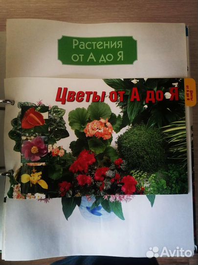 Комнатные растения