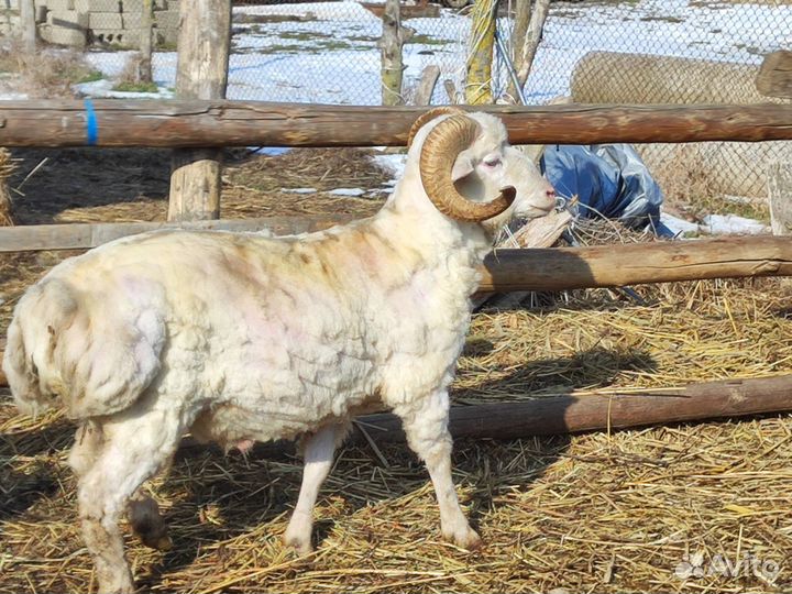 Курдючные бараны