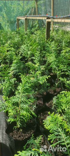 Туя брабант