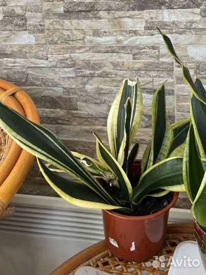 Сансевиерия лауренти(тещин язык, щучий хвост)