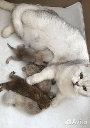 Котята
