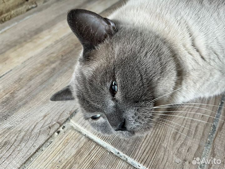 Шотланский кот в дар