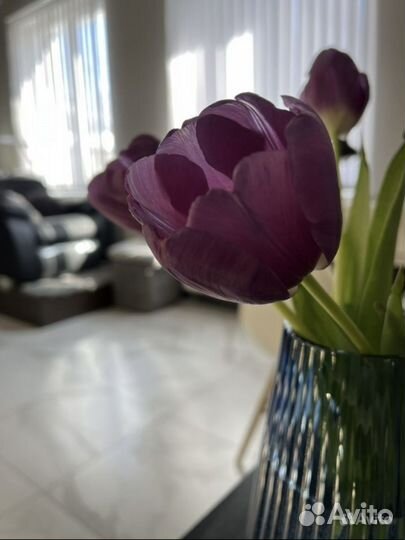 Аренда реклайнера