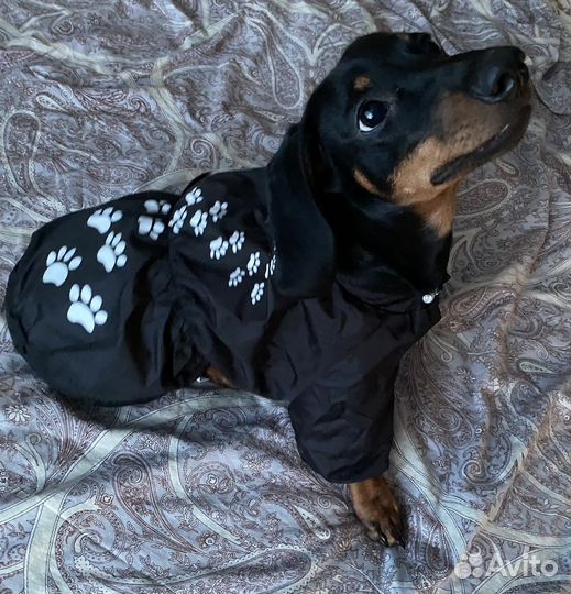 Комбинезон для таксы