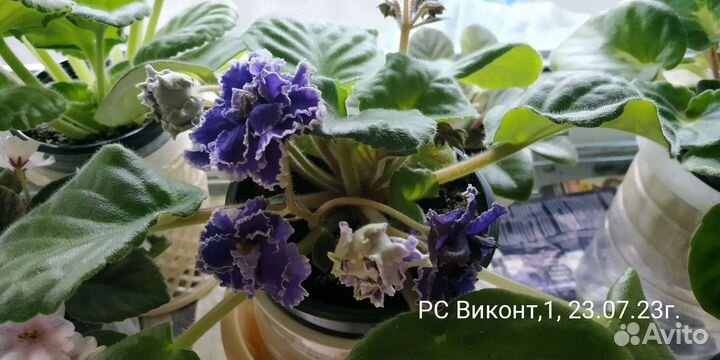 Детки сортовых фиалок