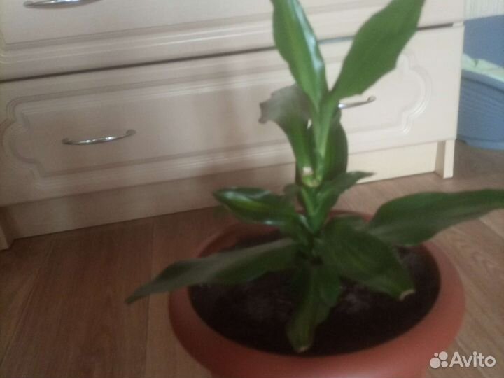 Драцена, и традисканция рео в горш