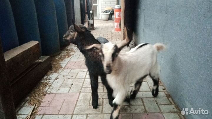 Продаю козлят