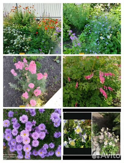 Саженцы многолетних цветов от 50р до150р,амур 2