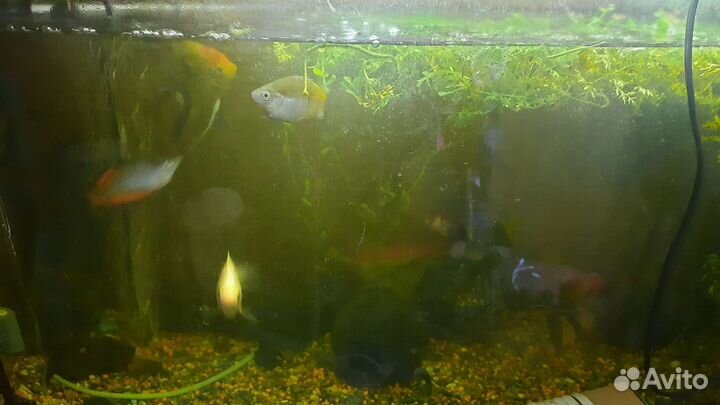 Аквариум