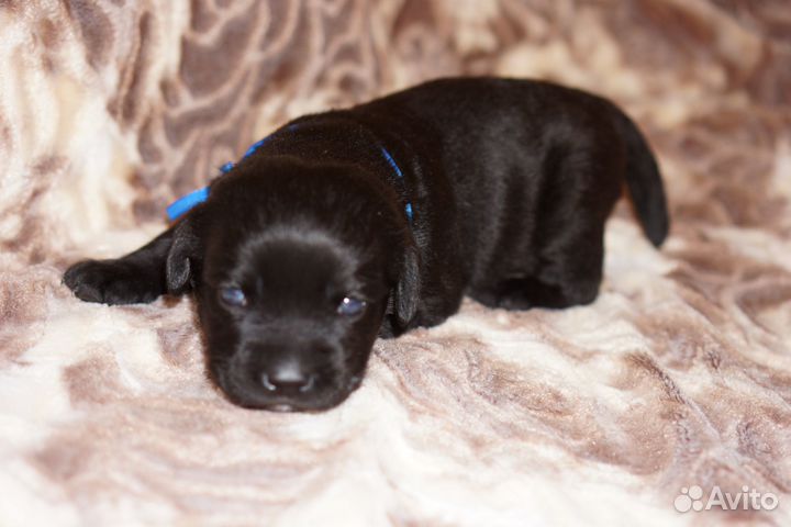 Щенки лабрадора