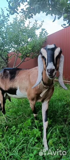 Англо нубийские козы дойные