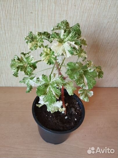 Пеларгония душистая