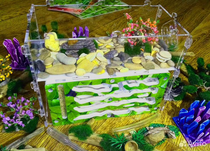 Муравьиная ферма с муравьями на Новый год