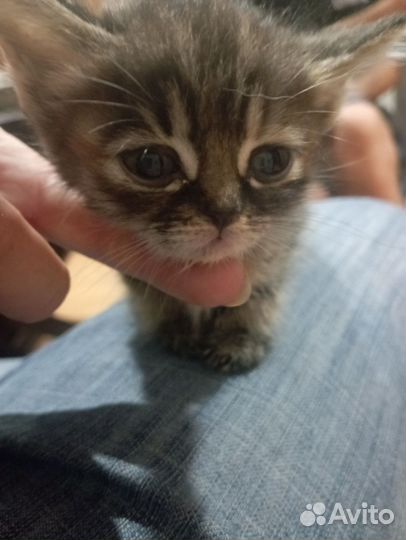 Кошки в дар бесплатно