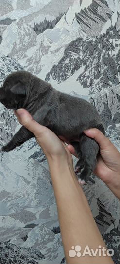 Щенки кане корсо