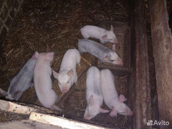 Поросенок ландрас+дюрок