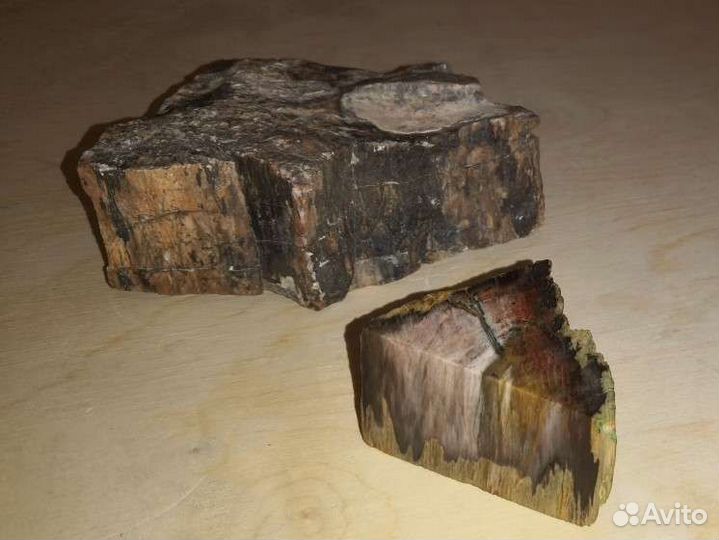 Окаменелое дерево, Монголия