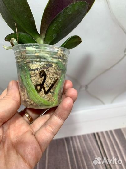 Орхидея Polka Beauty