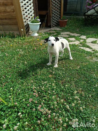 Отдам в добрые руки