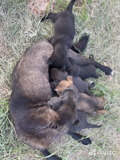 Отдам щенков в добрые руки бесплатно