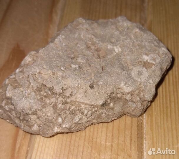 Окаменелости Мезозойской эры