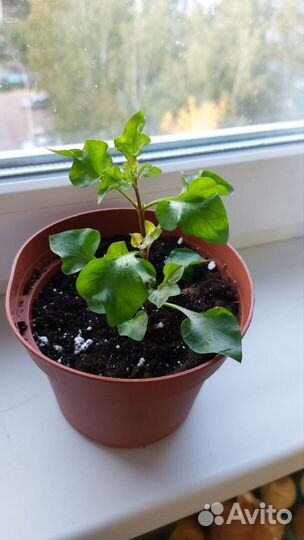 Альтернантера