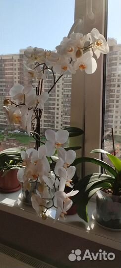 Орхидея фаленопсис