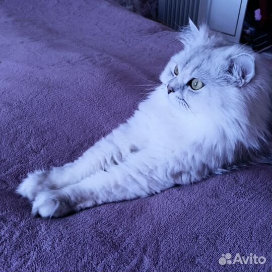 Шотландский кот вязка