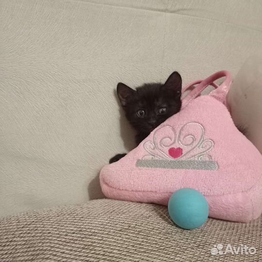 Черный котенок девочка