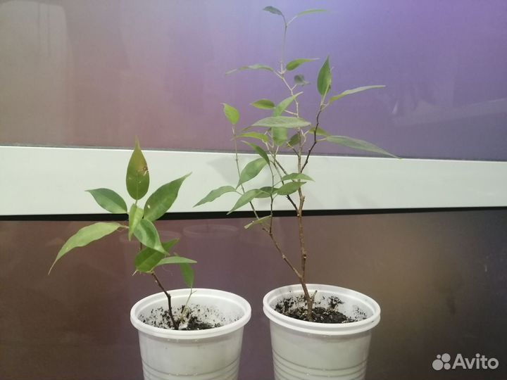 Фикус бенджамина