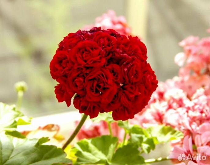 Красная розебудная пеларгония герань