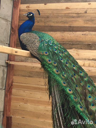 Павлины продажа